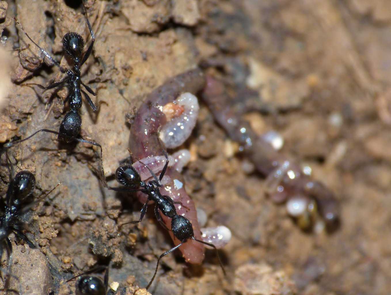 Aphaenogaster spinosa; si mangia a buffet